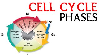 Cell cycle phases  prophae metaphase anaphase and telophase [upl. by Ketchan]