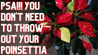 How To Care for Poinsettia After Christmas As A Houseplant [upl. by Nirak]