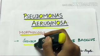 pseudomonas aeruginosa  microbiology  handwritten notes [upl. by Kenward]