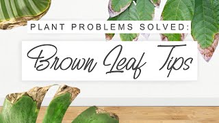 Brown Leaf Tips  Edges Why It Happens  How To Fix It 🌱 Common Indoor Plant Problems SOLVED 🌿 [upl. by Hogan]