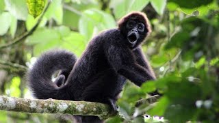 The Spider Monkeys of Ecuador  My Place on Earth  BBC Earth [upl. by Anne-Marie]