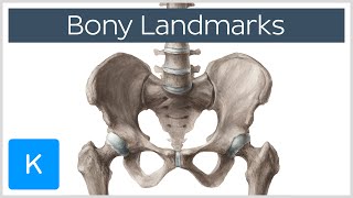 How to Memorize Bony Landmarks Quickly and Easily  Human Anatomy  Kenhub [upl. by Duarte193]