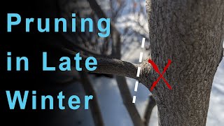 Pruning Trees in Late Winter  The Serviceberry [upl. by Raimundo]