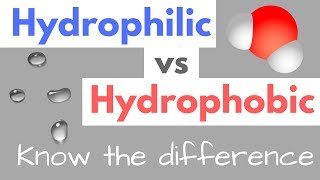 Hydrophilic vs Hydrophobic  Substances  Cell Membranes [upl. by Cindy55]