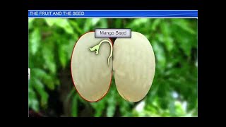 CBSE Class 11 Biology  The Fruit and the Seed  By Shiksha House [upl. by Aeslahc]