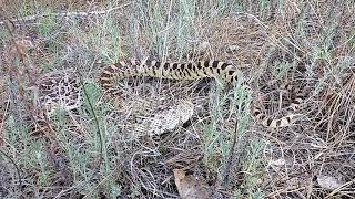 Hissing Gophersnake Bullsnake Angry or Scared [upl. by Hairom]