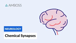 Chemical Synapses Neuronal Signal Transmission [upl. by Marmawke]