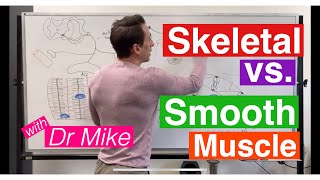 Smooth Muscle vs Skeletal Muscle [upl. by Callie]