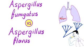 Aspergillus fumigatus VS Aspergillus flavus  Microbiology [upl. by Aliza752]