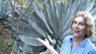 What You MUST Know About Century Plants Agave americana [upl. by Hafirahs]