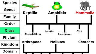 Phylogeny and the Tree of Life [upl. by Crowell]