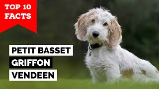 Petit Basset Griffon Vendeen  Top 10 Facts [upl. by Barker]