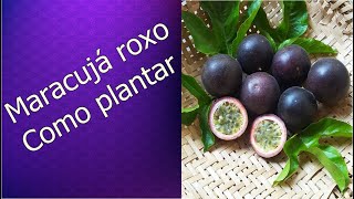 Como plantar maracujá roxo [upl. by Endaira976]