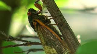 Locust versus cicada [upl. by Vandervelde]