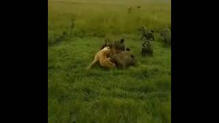 Pride of lions saves lioness from hyena pack [upl. by Airtemak574]