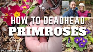 ✂ How to Deadhead Primroses  Primrose Care  SGD 323 ✂ [upl. by Schafer772]