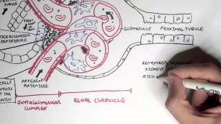 Renal System Review  CRRT Explained [upl. by Jelene]