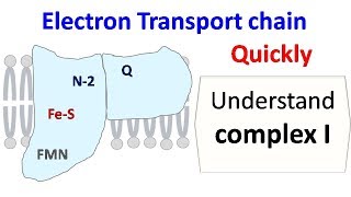 NADH dehydrogenase complex 1 of ETC [upl. by Lyndes901]