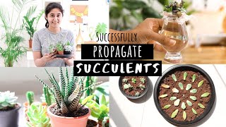 How to Successfully Propagate Succulents  Garden Up [upl. by Novello39]