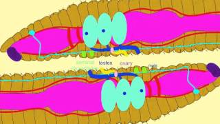 EARTHWORM REPRODUCTION [upl. by Eerized]