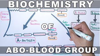 Biochemistry of ABO Antigens [upl. by Enetsirhc624]