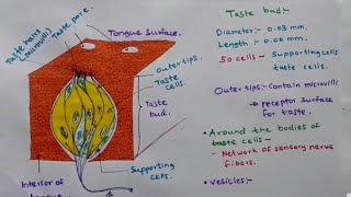 Taste Bud  Structure and function [upl. by Welbie924]