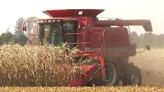 Corn Harvest 2020  Case IH 2388 Axial Flow Combine Harvesting Corn  Ontario Canada [upl. by Nemracledairam]