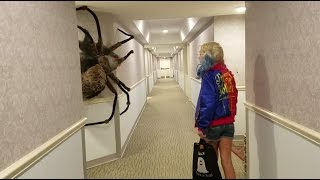 Worlds largest Spider Ever [upl. by Eirojram]