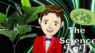 Chloroplasts  How Does Photosynthesis Work  The Science KID [upl. by Eglanteen222]