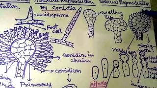 Aspergillus in Hindi Part 1 [upl. by Nonahs]