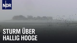 Land unter auf Hallig Hooge  die nordstory  NDR Doku [upl. by Ecyak433]