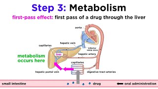 Pharmacokinetics How Drugs Move Through the Body [upl. by Enirrok]