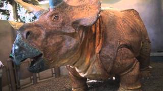 Triceratops Discovery Trail at Jurassic Park in Universal Islands of Adventure [upl. by Myers]