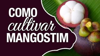 Dicas de Como cultivar o Mangostim Garcinia mangostana [upl. by Gardol]