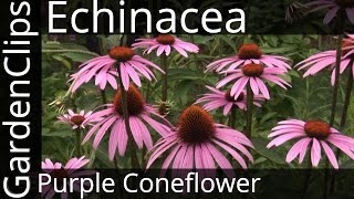 Echinacea Purpurea  Purple Coneflower  Growing Echinacea [upl. by Adnilem]