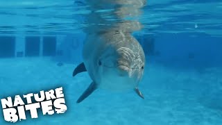 How Do Dolphins Name Each Other  Nature Bites [upl. by Wehhtam622]