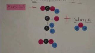 Glycolysis and Krebs Cycle Animation [upl. by Devlen]