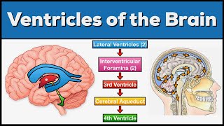 Ventricles of the Brain Anatomy and Cerebrospinal Fluid CSF Circulation [upl. by Kwang]