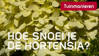 Hortensia snoeien op drie manieren  Tuinmanieren [upl. by Yenahs769]