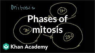 Phases of Mitosis [upl. by Dorison]