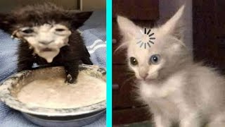 BEST DANK CAT MEMES COMPILATION OF 2020 PART 10 from TikTok [upl. by Ulund]