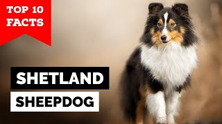 Shetland Sheepdog  Top 10 Facts Sheltie [upl. by Witt]