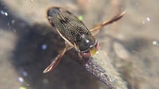 Water Boatmen grooming feeding and swimming Trichocorixa sexcincta [upl. by Ecirahs]