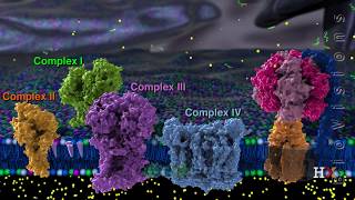 Electron transport chain [upl. by Warrenne]