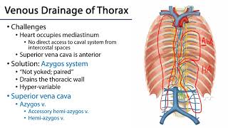LO 3  Azygos Venous System  Posterior Mediastinum [upl. by Gazo326]