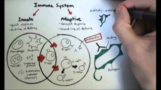 Immunology Overview [upl. by Genovera381]