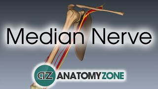 Median Nerve  3D Anatomy Tutorial [upl. by Etteluap]