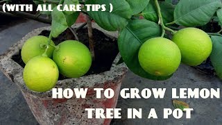 How to Grow Lemon Tree With all Care Tips [upl. by Desai171]