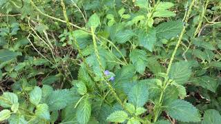 Stachytarpheta jamaicensis  Jamaica Vervain [upl. by Grunberg621]