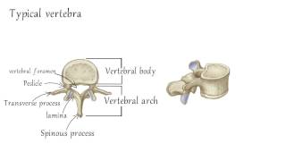 Cervical Vertebrae Anatomy [upl. by Aicilyt]